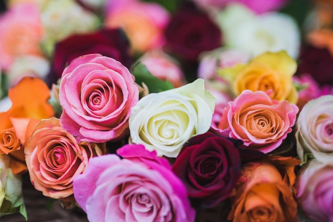 Z vrtnicami se prebuja Festival vrtnic v Novi Gorici