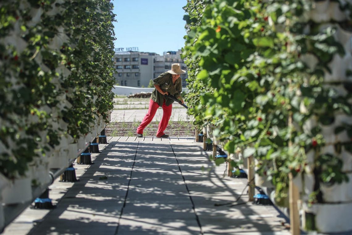 Bruselj prideluje sadje in zelenjavo na strehah supermarketov
