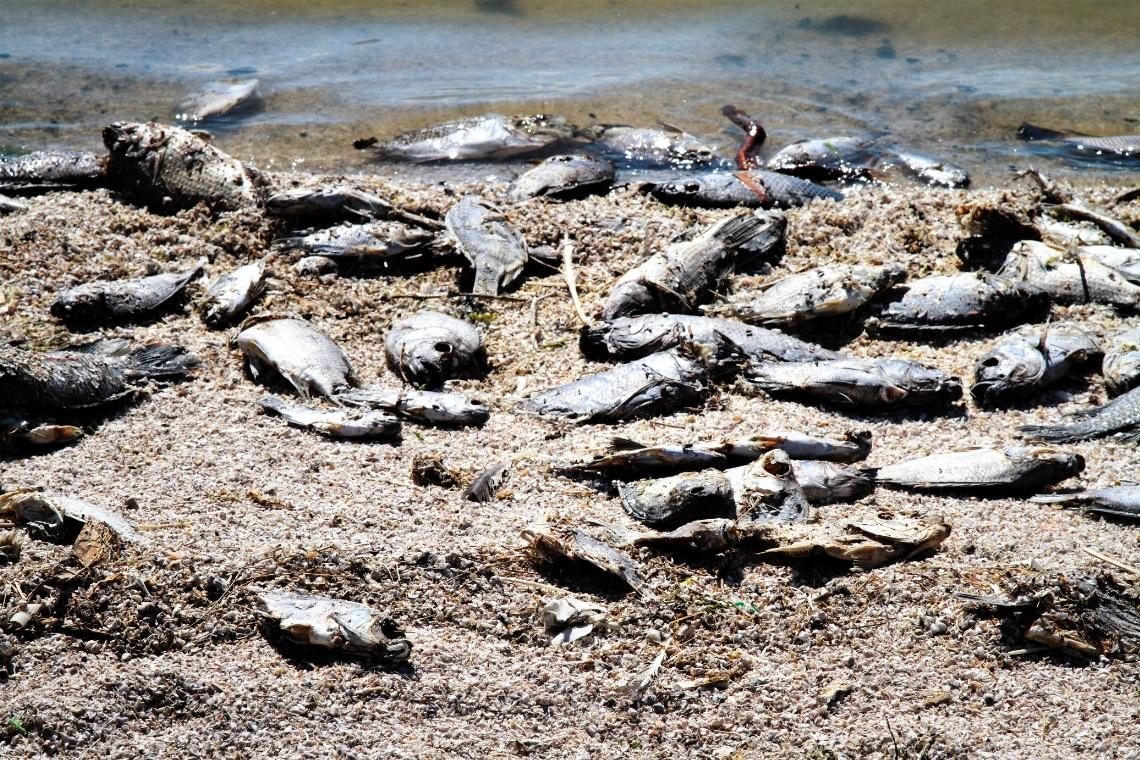Dnevnik: V Homški Mlinščici poginilo vsaj 50 kilogramov rib