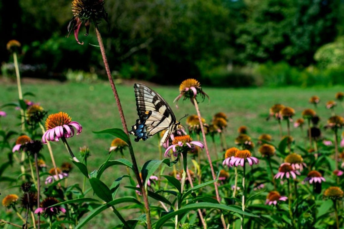 V Arboretumu Volčji potok razstava Matija Jama in družina Souvan