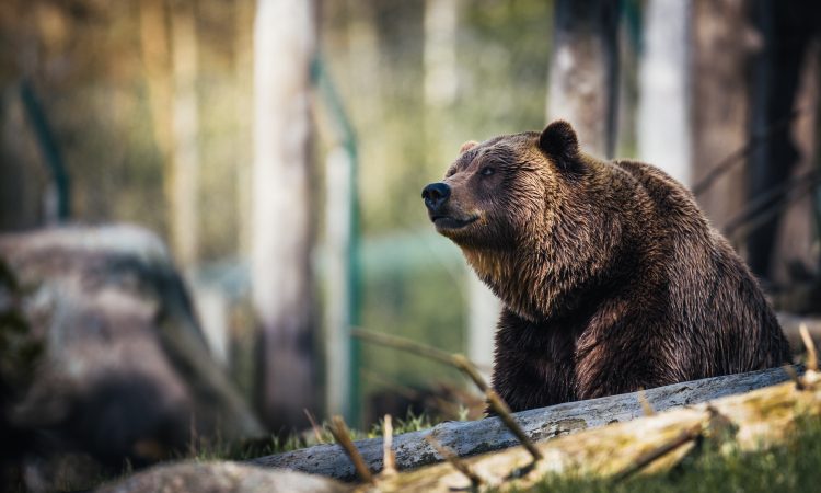 Italija bo Slovenijo zaprosila za sprejem nekaj medvedov s Trentinskega