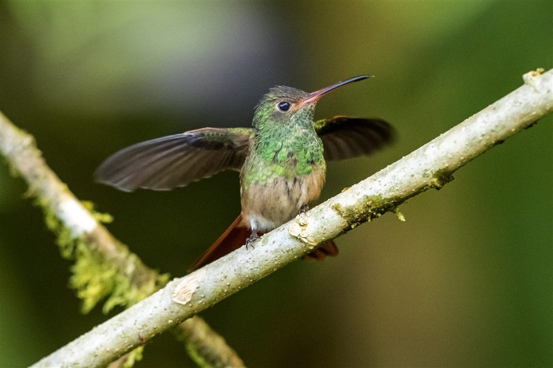 Slovenski Bird Buddy z novo kampanjo zbral 2,9 milijona evrov 