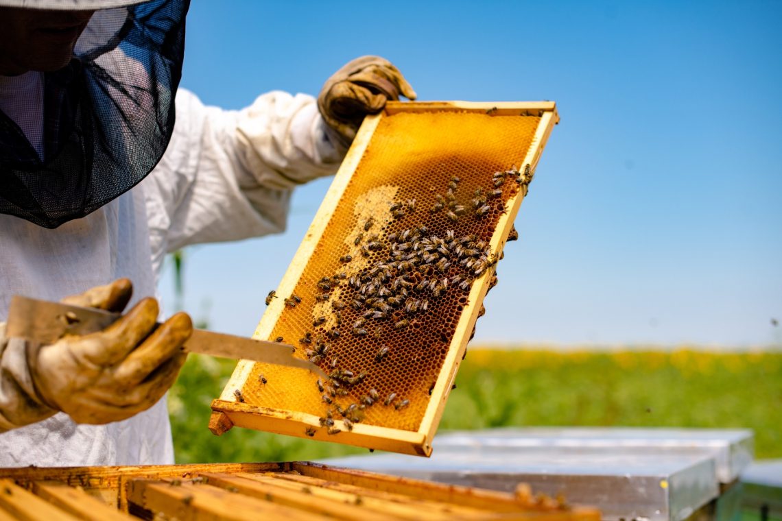 Trije novi razpisi za čebelarje