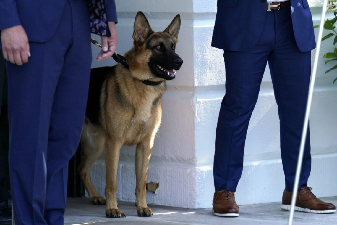 Pes ameriškega predsednika Bidna vsaj desetkrat pogrizel agente tajne službe