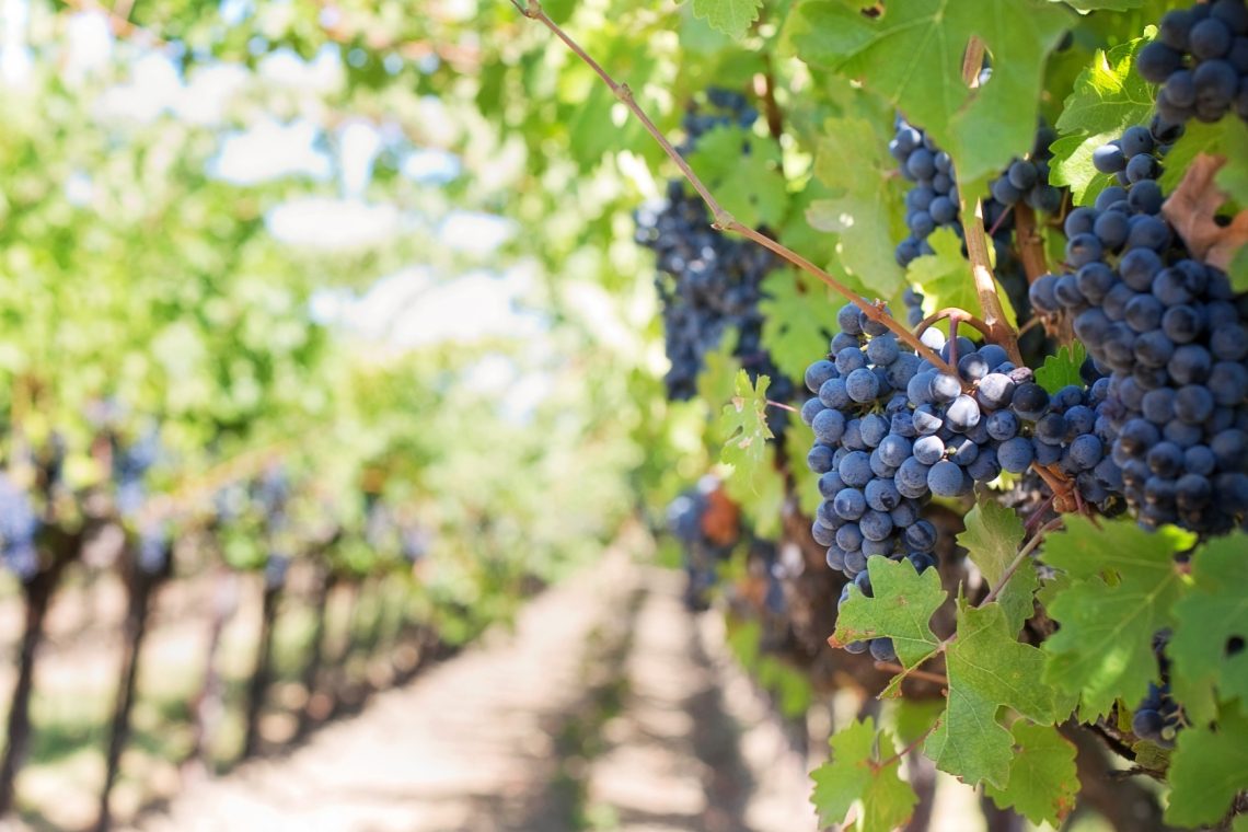 Tatovi iz dunajskih vinogradov ukradli več ton grozdja