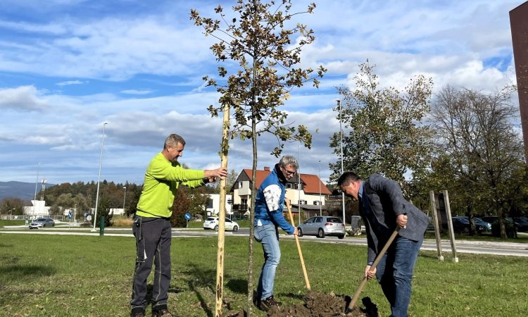Celje je od danes bogatejše za 25 dreves