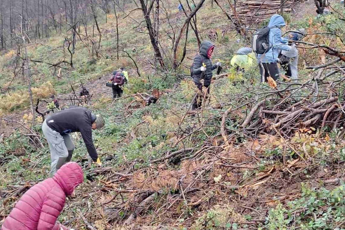  Prostovoljci pomagajo obnavljati pogorele gozdove na Krasu