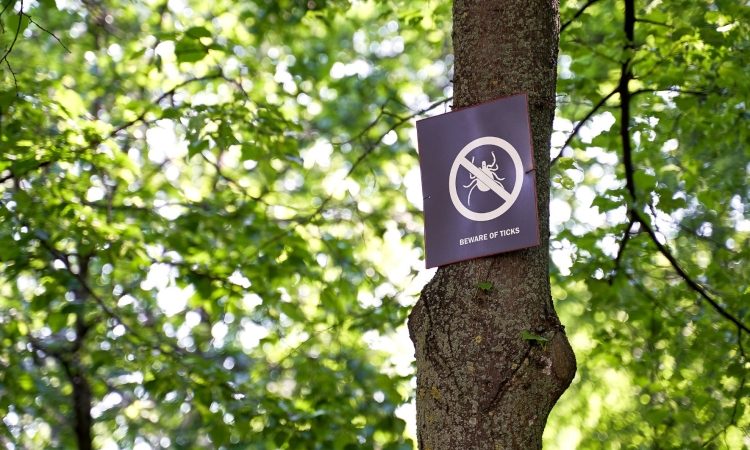 Brezplačno cepljenje proti klopnemu meningoencefalitisu za dodatni generaciji odraslih