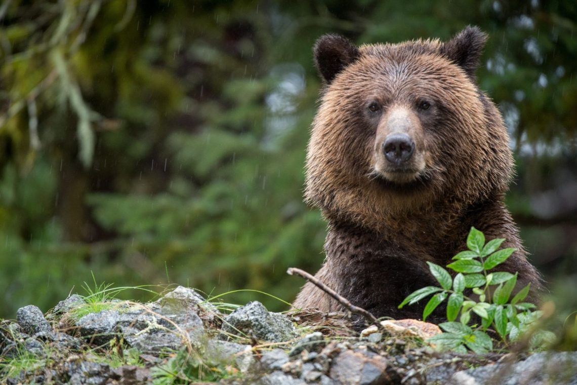 Kako ravnati ob srečanju z medvedom in kako poskrbeti za varno sobivanje z velikimi zvermi?