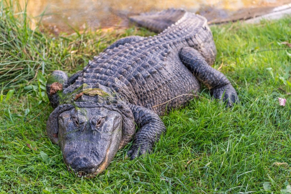 Aligator napadel žensko med plavanjem v reki na Floridi